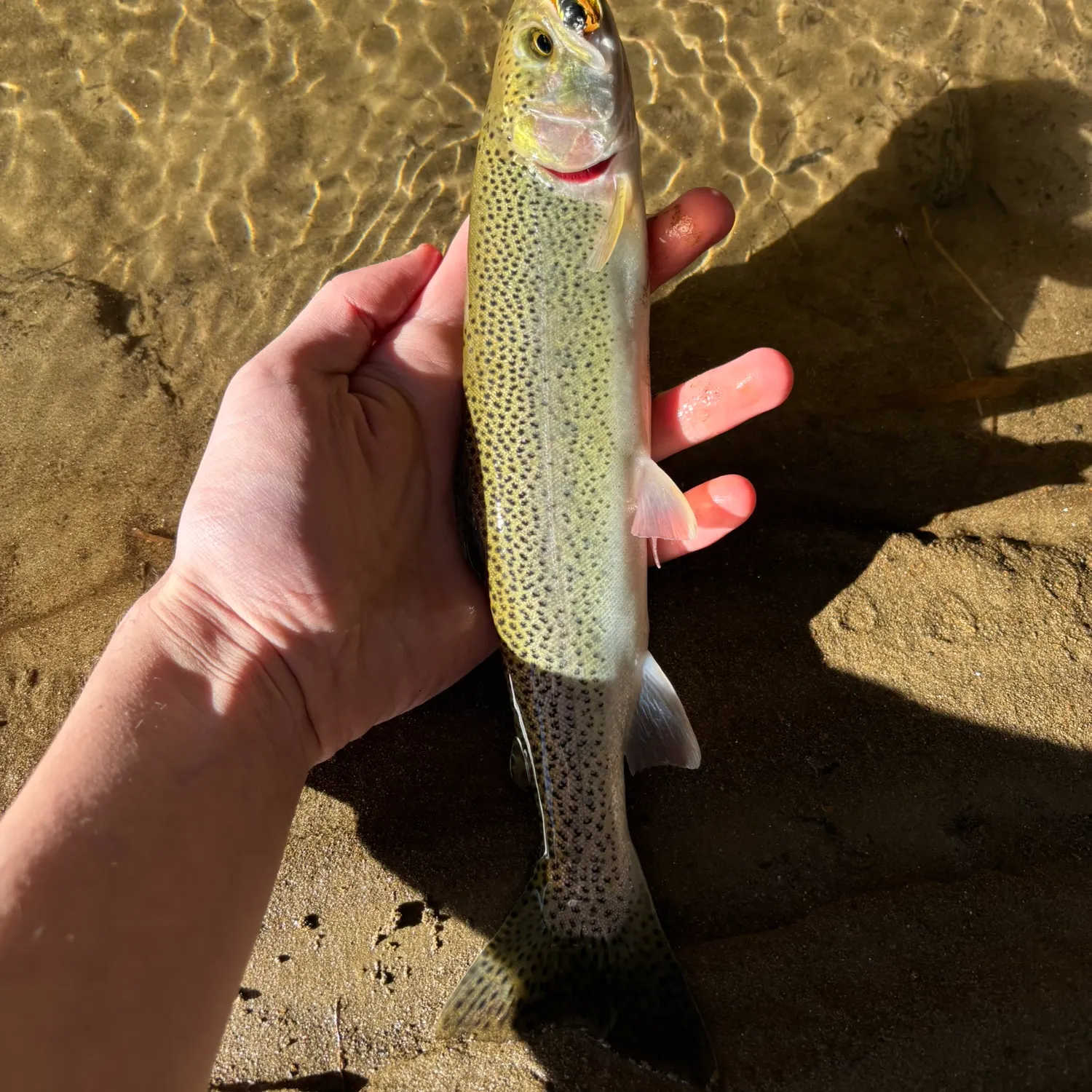 The most recent Coastal cutthroat trout catches on Fishbrain