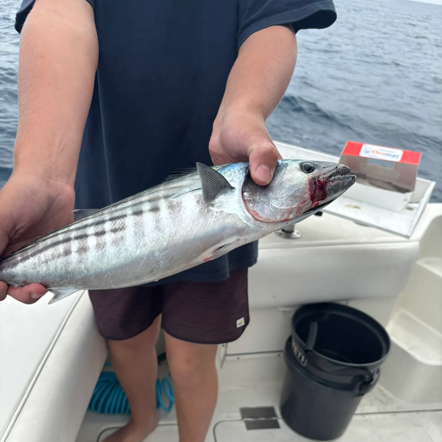 The most recent Pacific bonito catches on Fishbrain