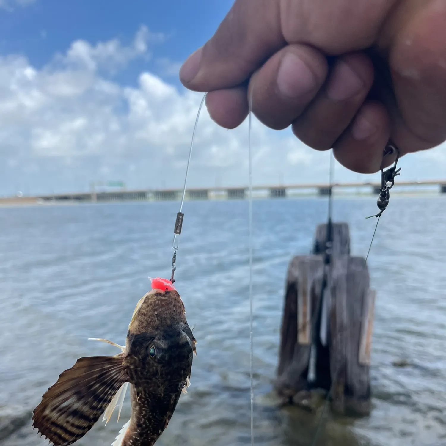 The most popular recent Bighead searobin catch on Fishbrain