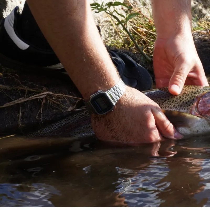 Rainbow trout caught on Fishbrain