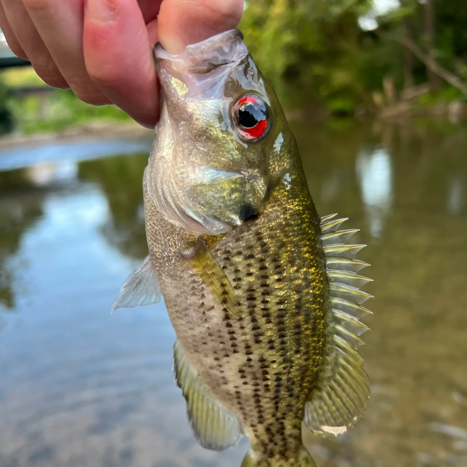 Rock bass caught on Fishbrain