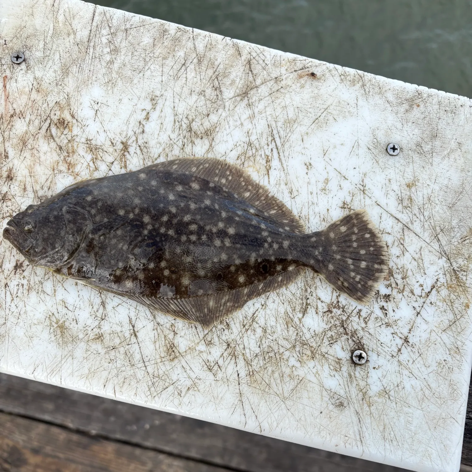 Summer flounder caught on Fishbrain