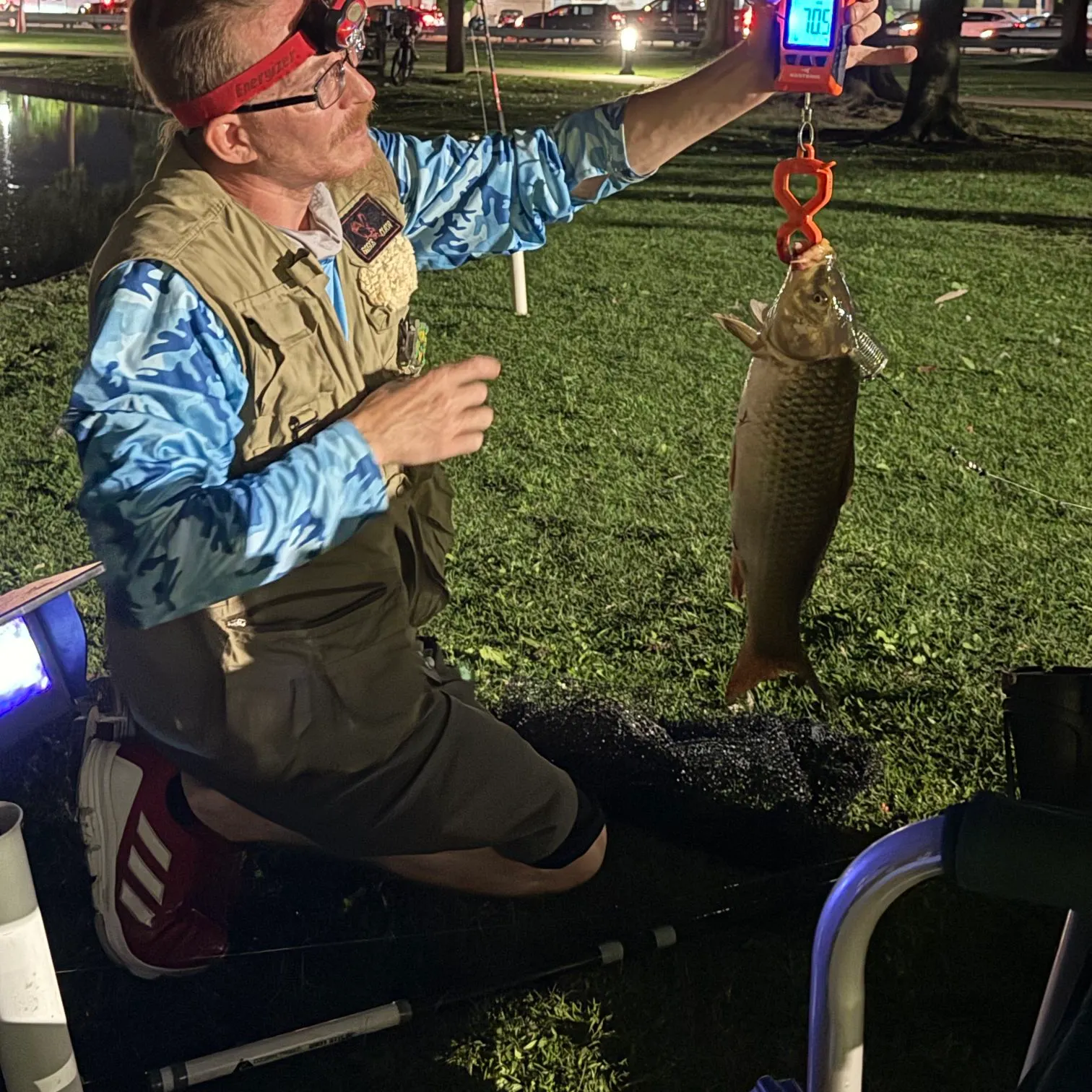 Common carp caught on Fishbrain