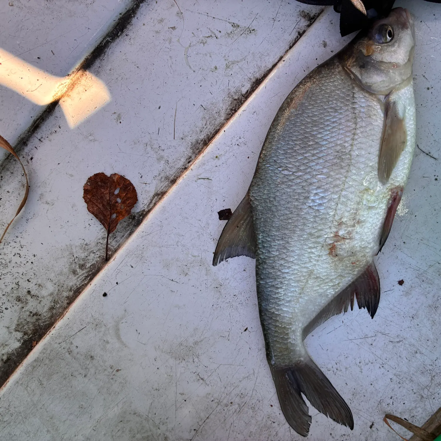 Common bream caught on Fishbrain