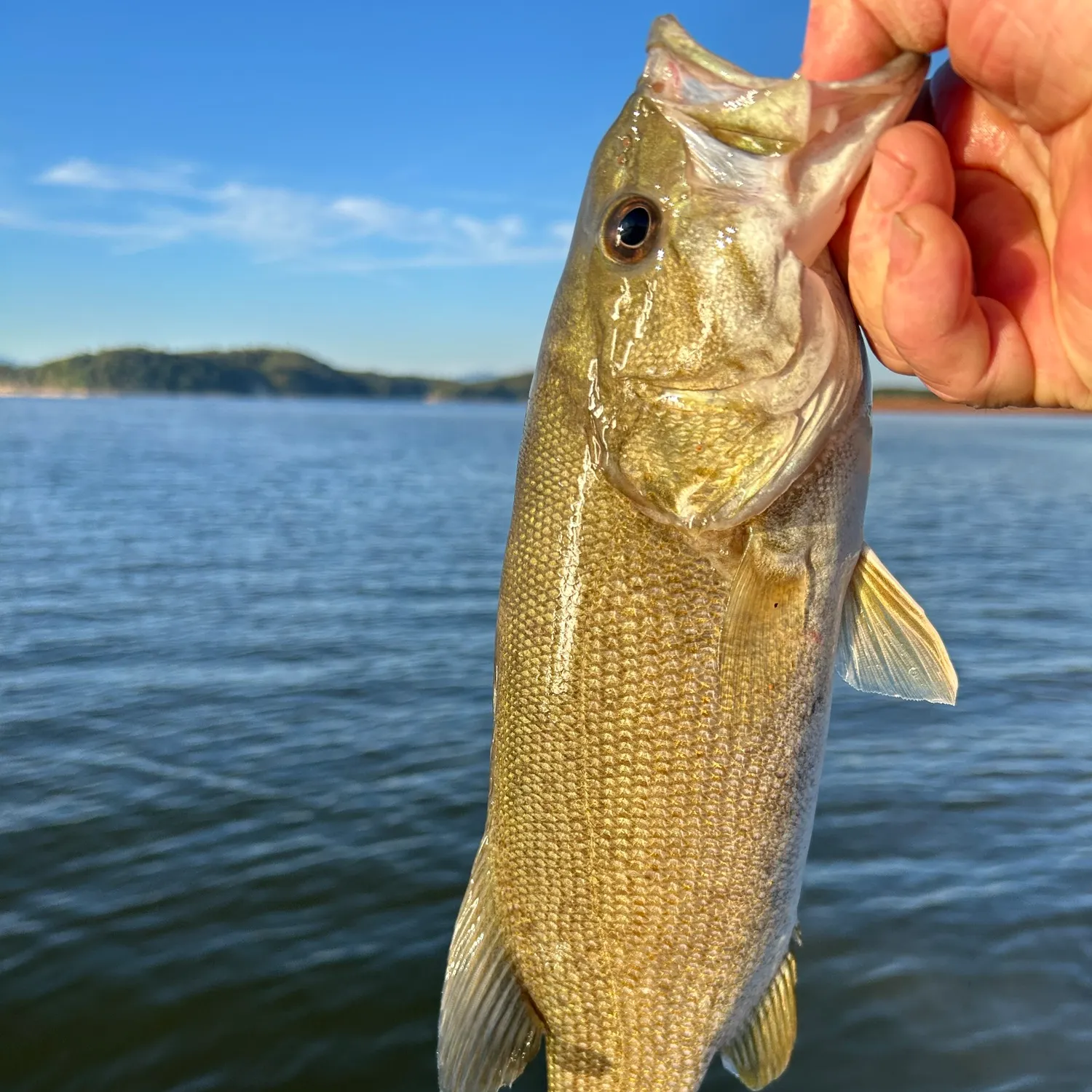 Smallmouth bass caught on Fishbrain