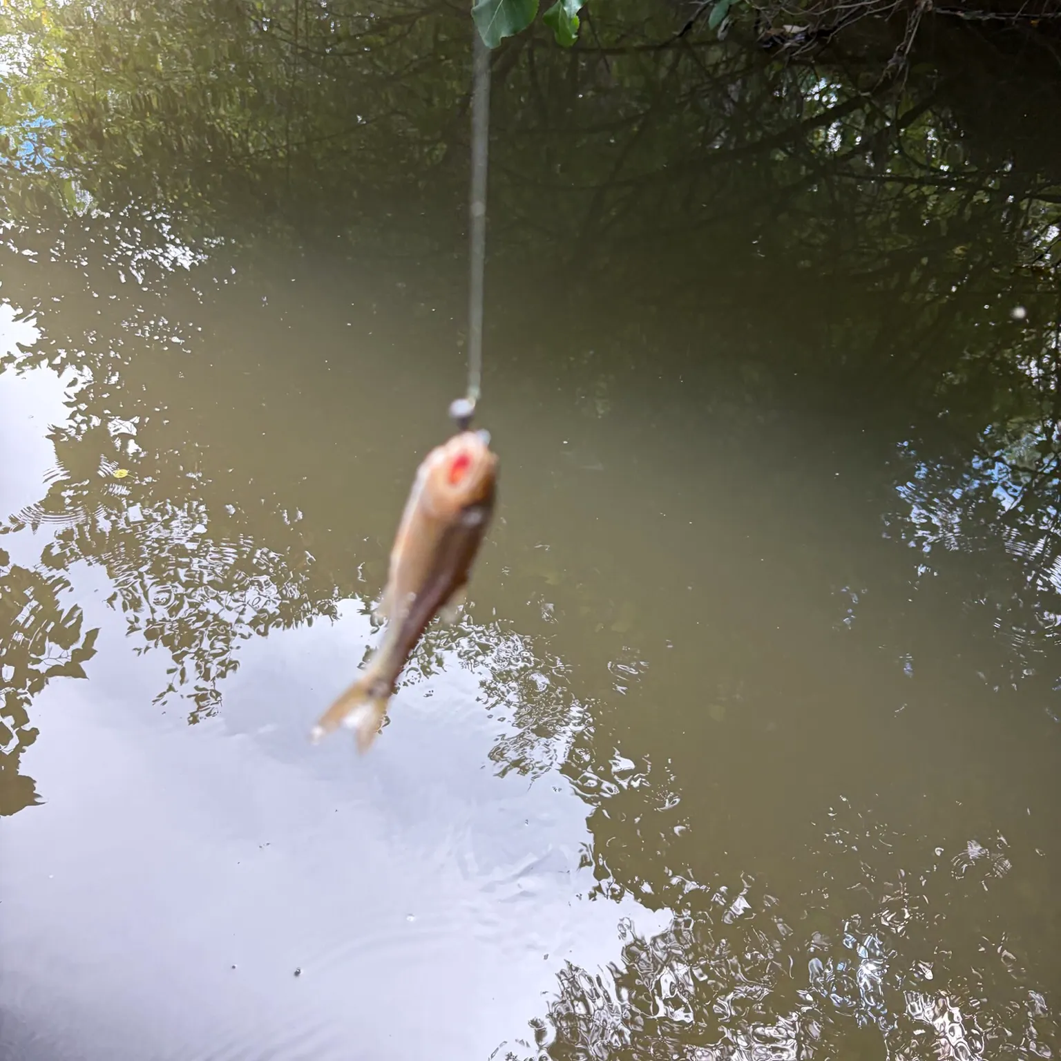 Creek chub caught on Fishbrain