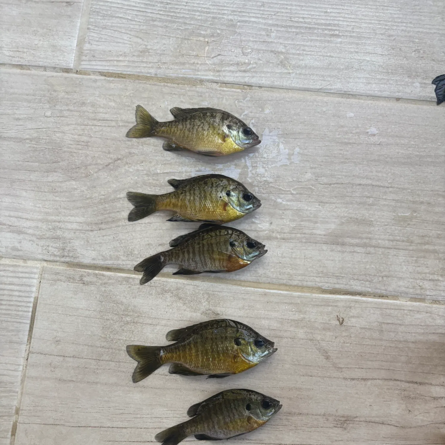 recently logged catches