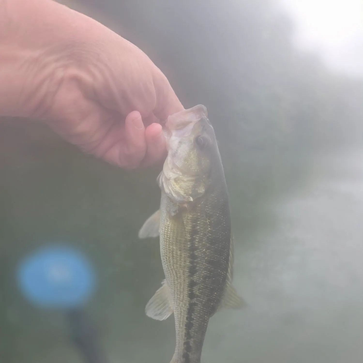 Spotted bass caught on Fishbrain