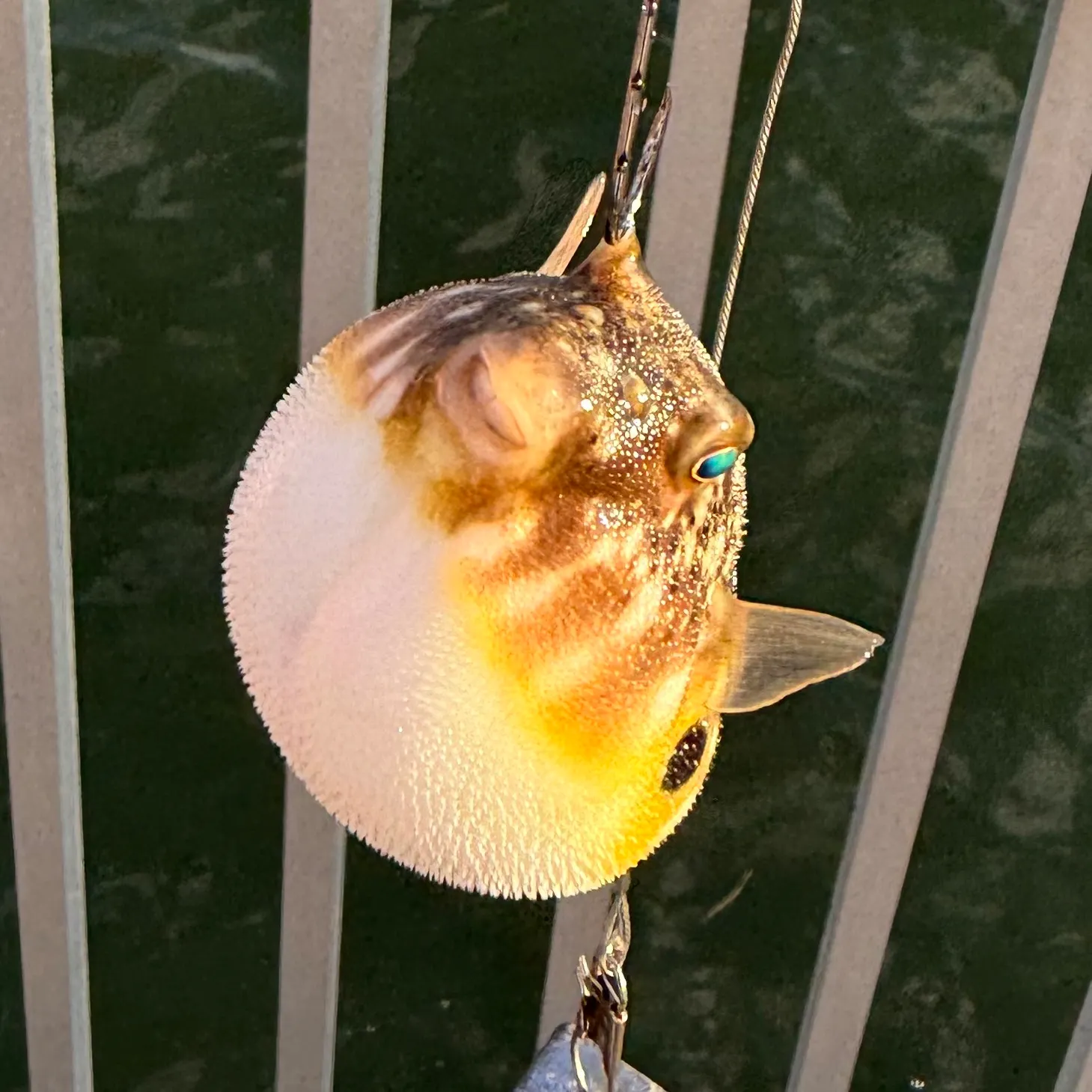 Northern puffer caught on Fishbrain