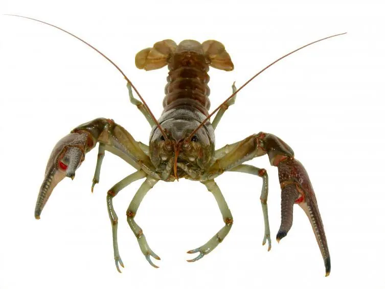 Shellfish