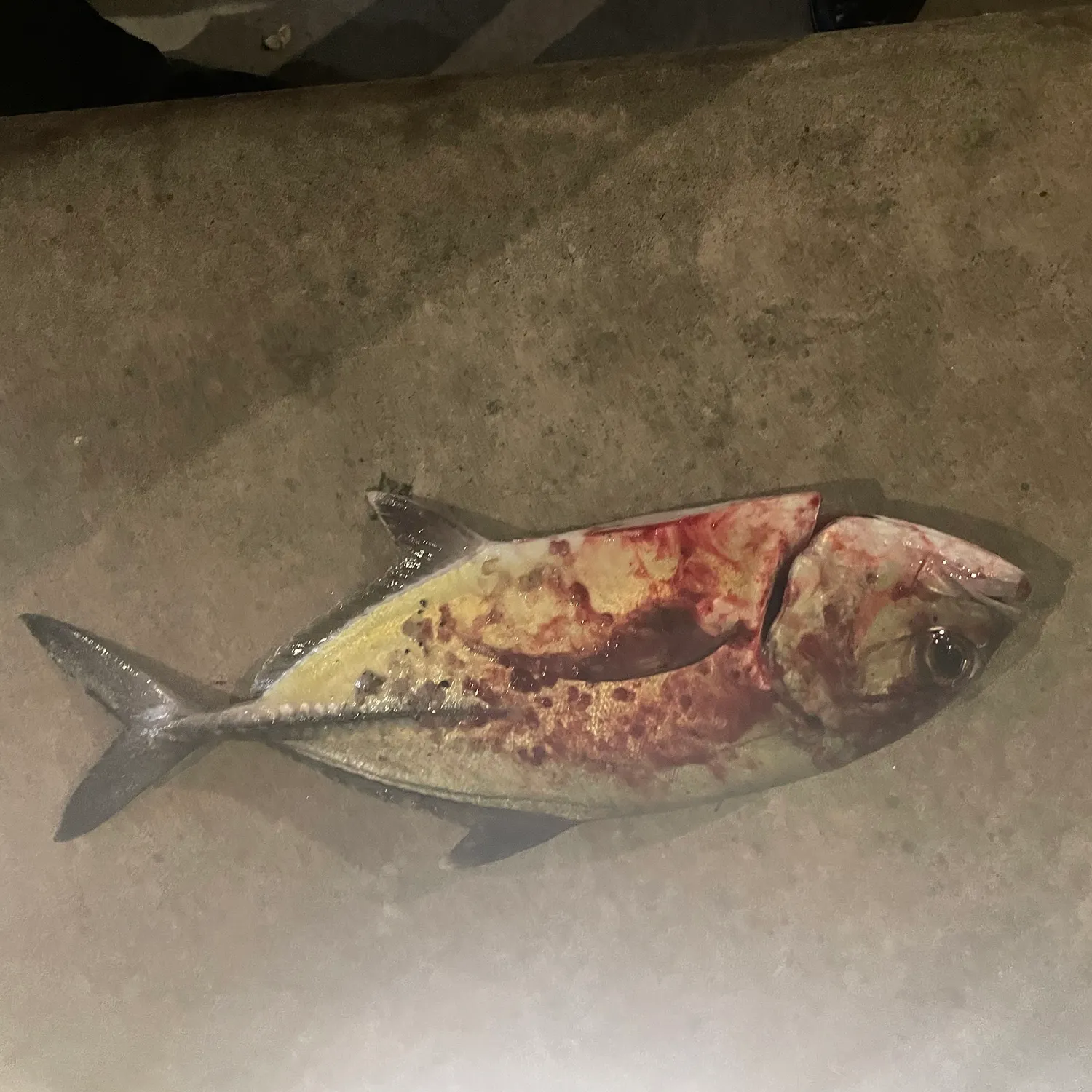 White trevally caught on Fishbrain