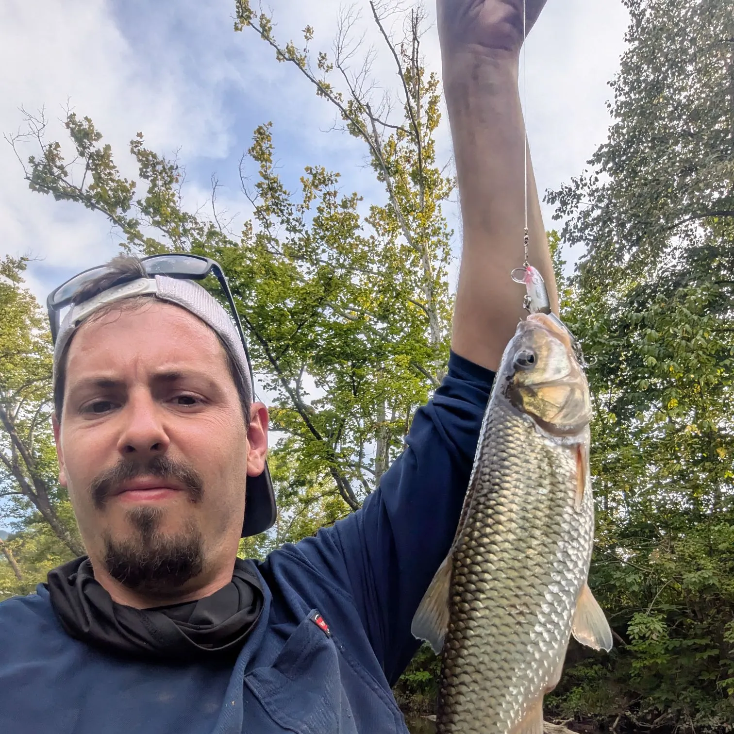 Fallfish caught on Fishbrain
