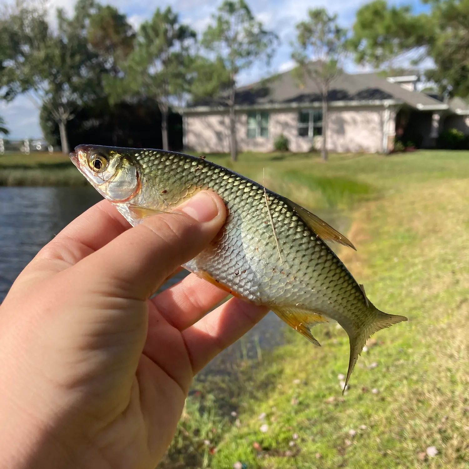 The most recent Golden shiner catches on Fishbrain