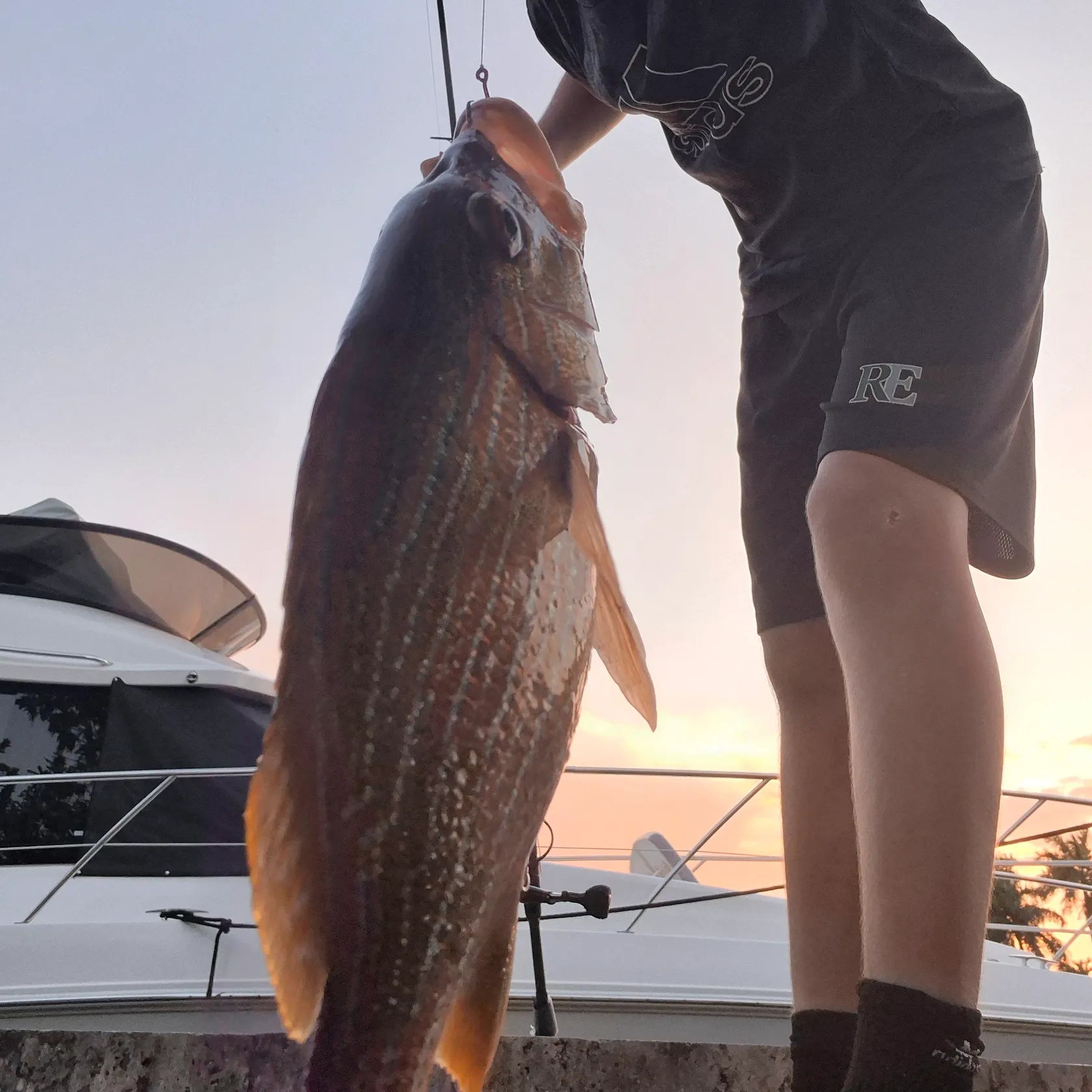 The most recent Bluestriped grunt catches on Fishbrain