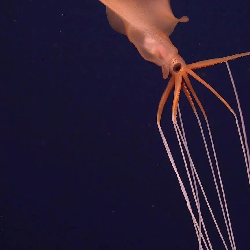 The most recent European flying squid catches on Fishbrain