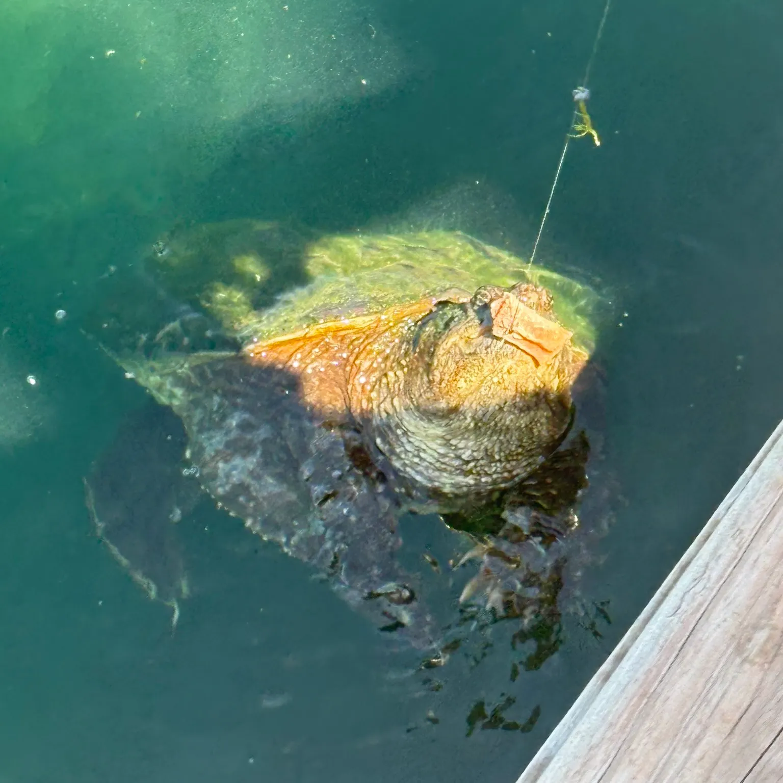 The most recent Common snapping turtle catches on Fishbrain