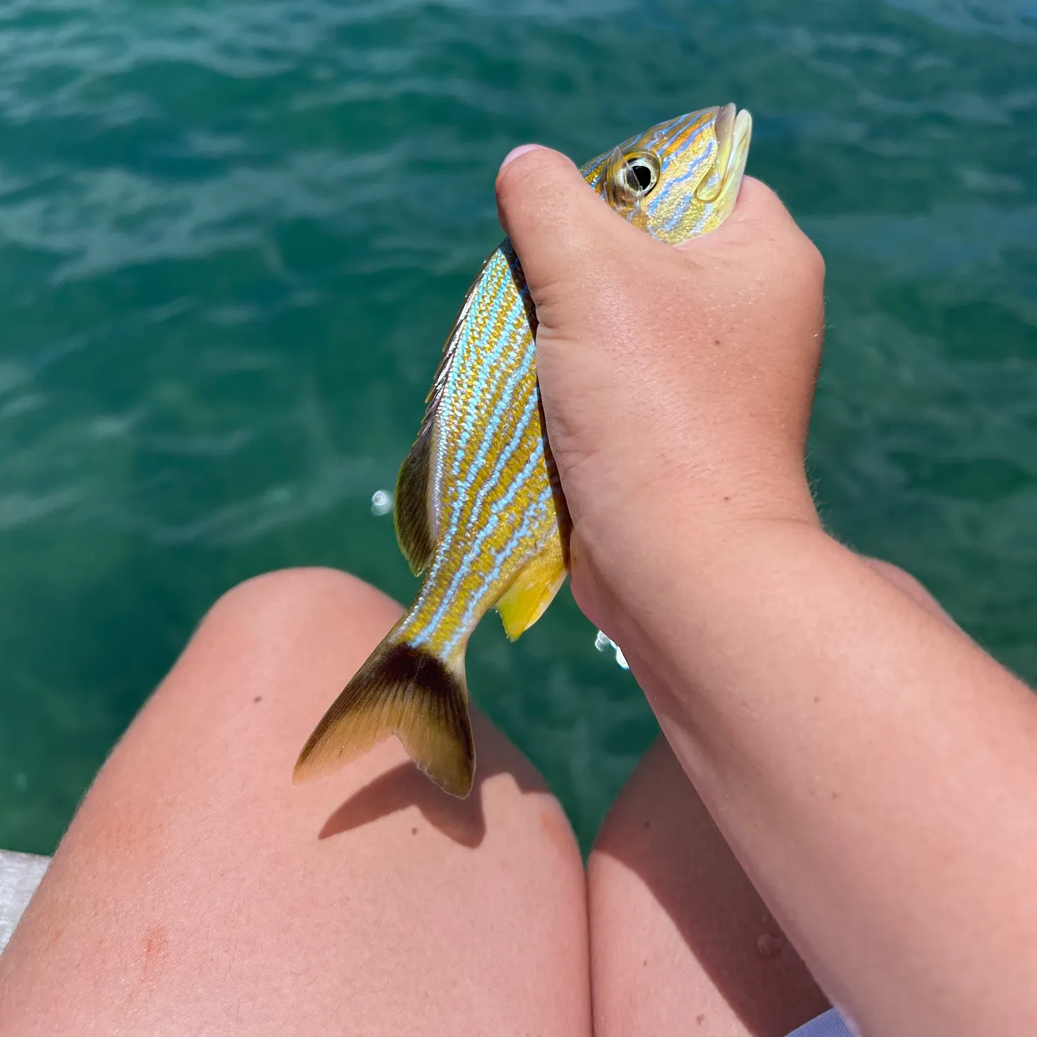 The most recent Bluestriped grunt catches on Fishbrain