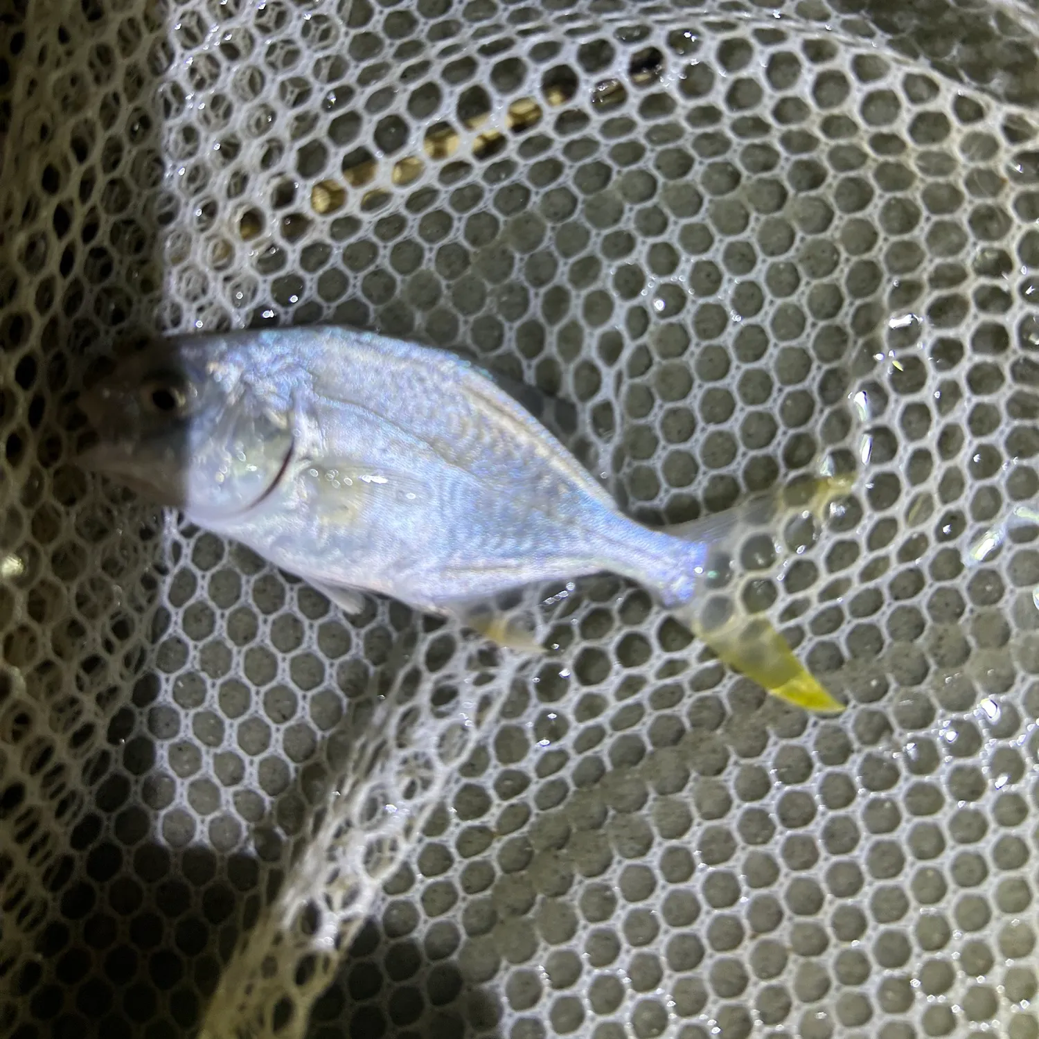 Florida pompano caught on Fishbrain