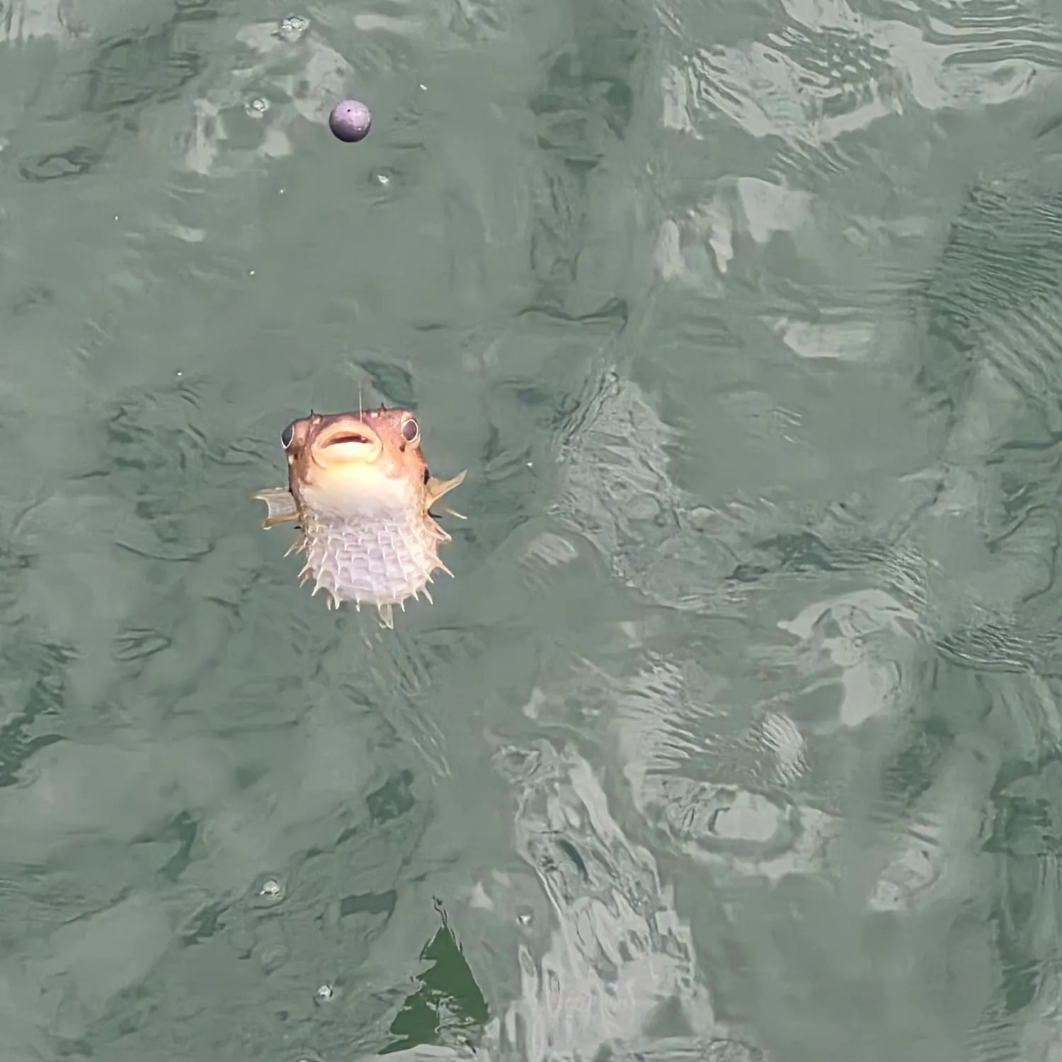 The most recent Evileye pufferfish catches on Fishbrain