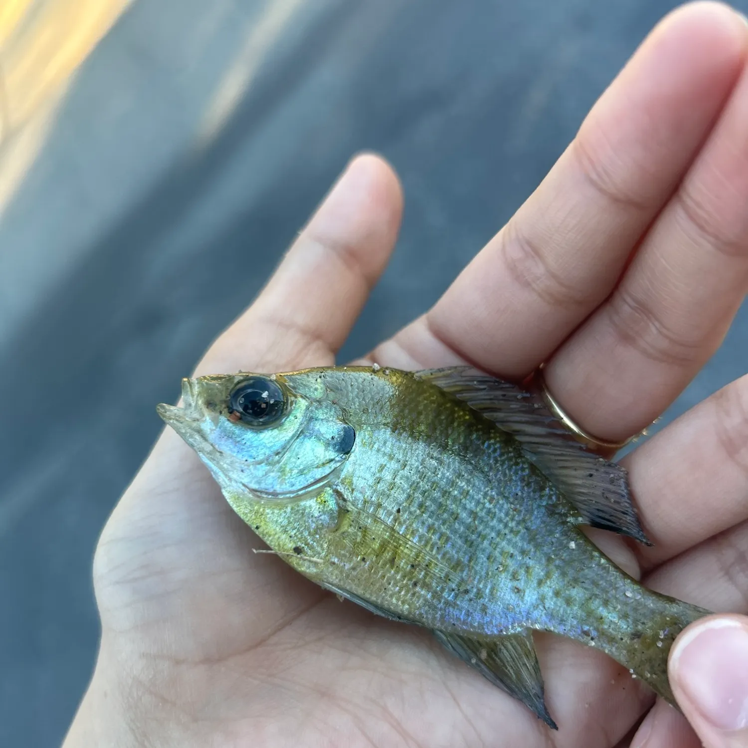 Bluegill caught on Fishbrain