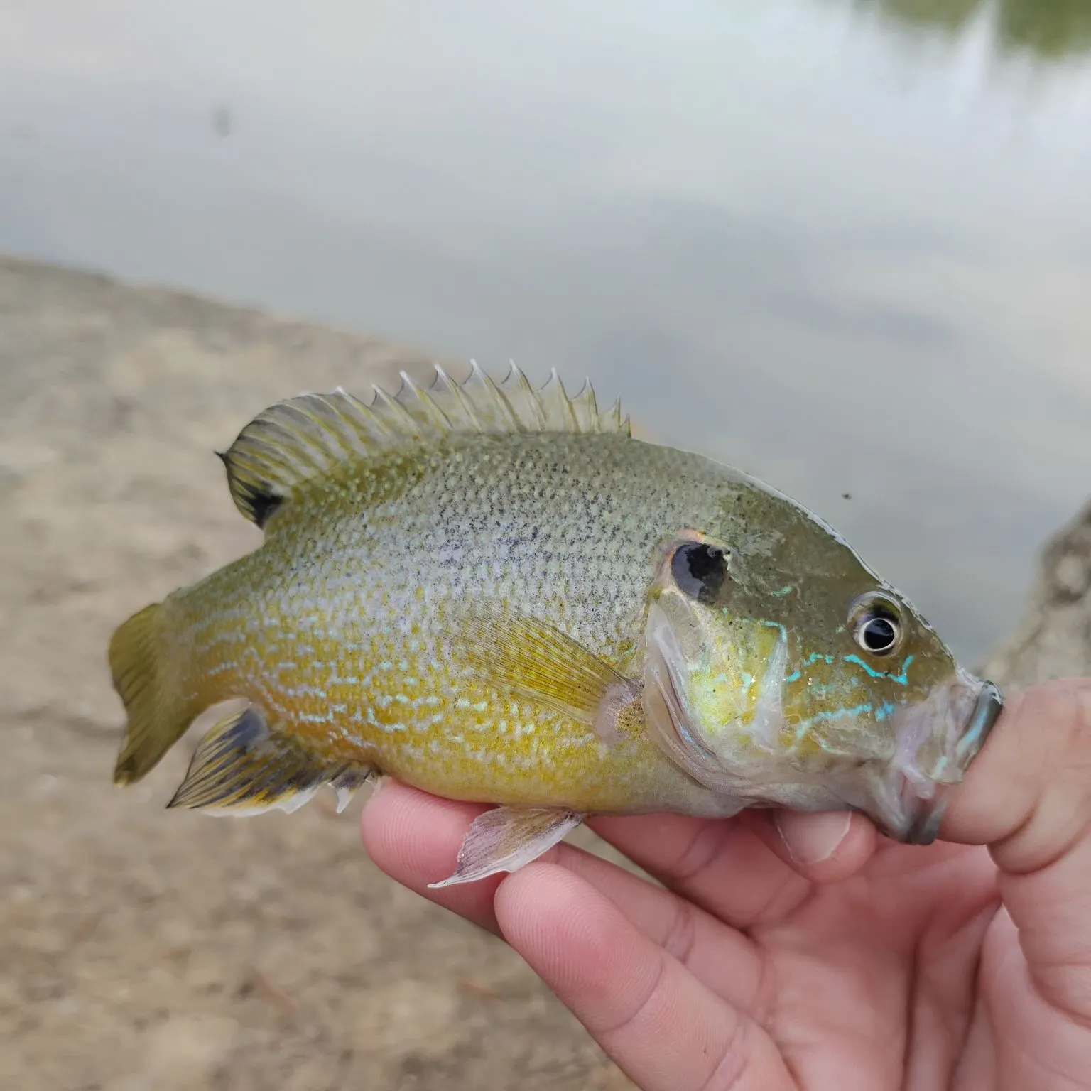 Green sunfish caught on Fishbrain