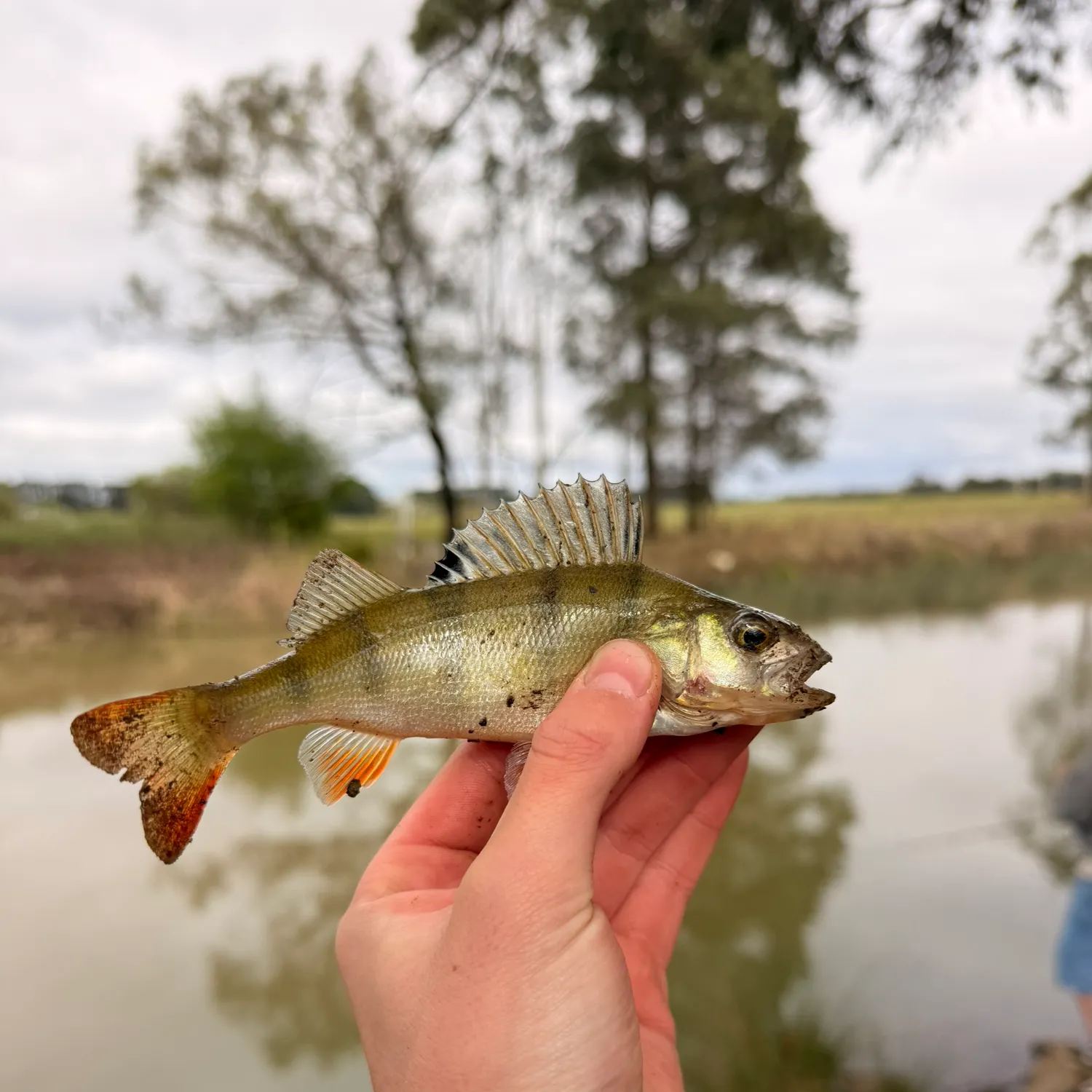 European perch caught on Fishbrain