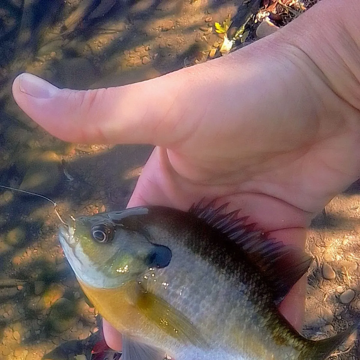 Bluegill caught on Fishbrain