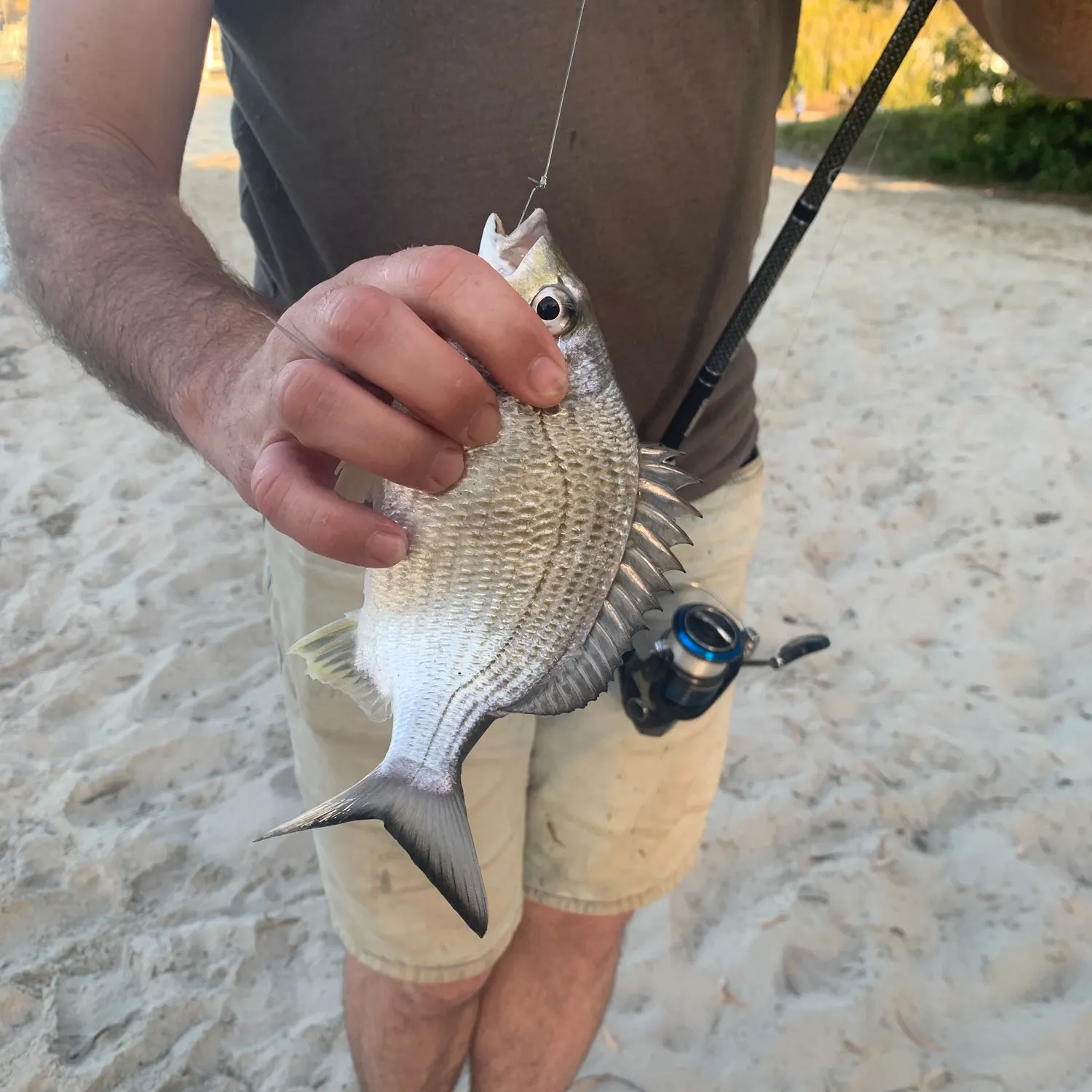 Southern black bream caught on Fishbrain