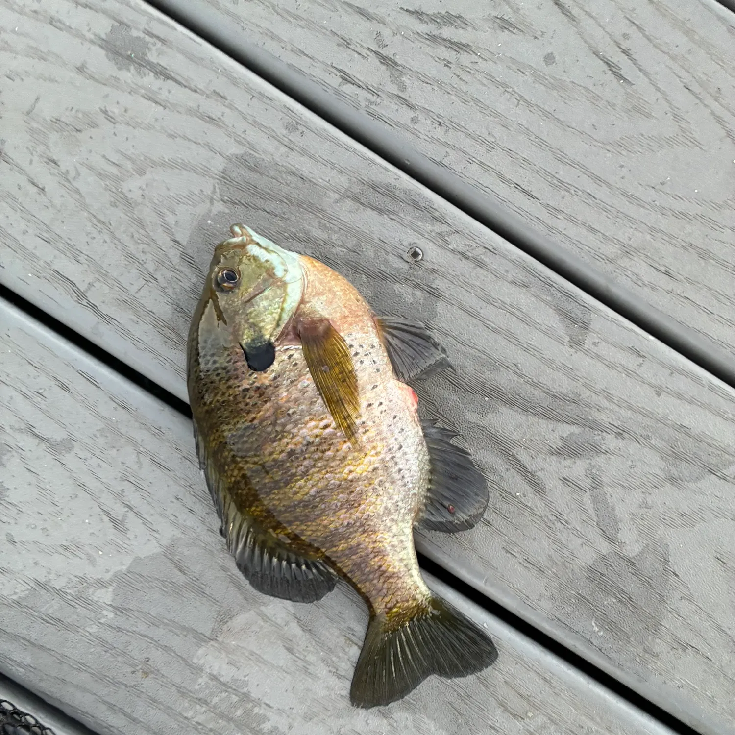 Bluegill caught on Fishbrain