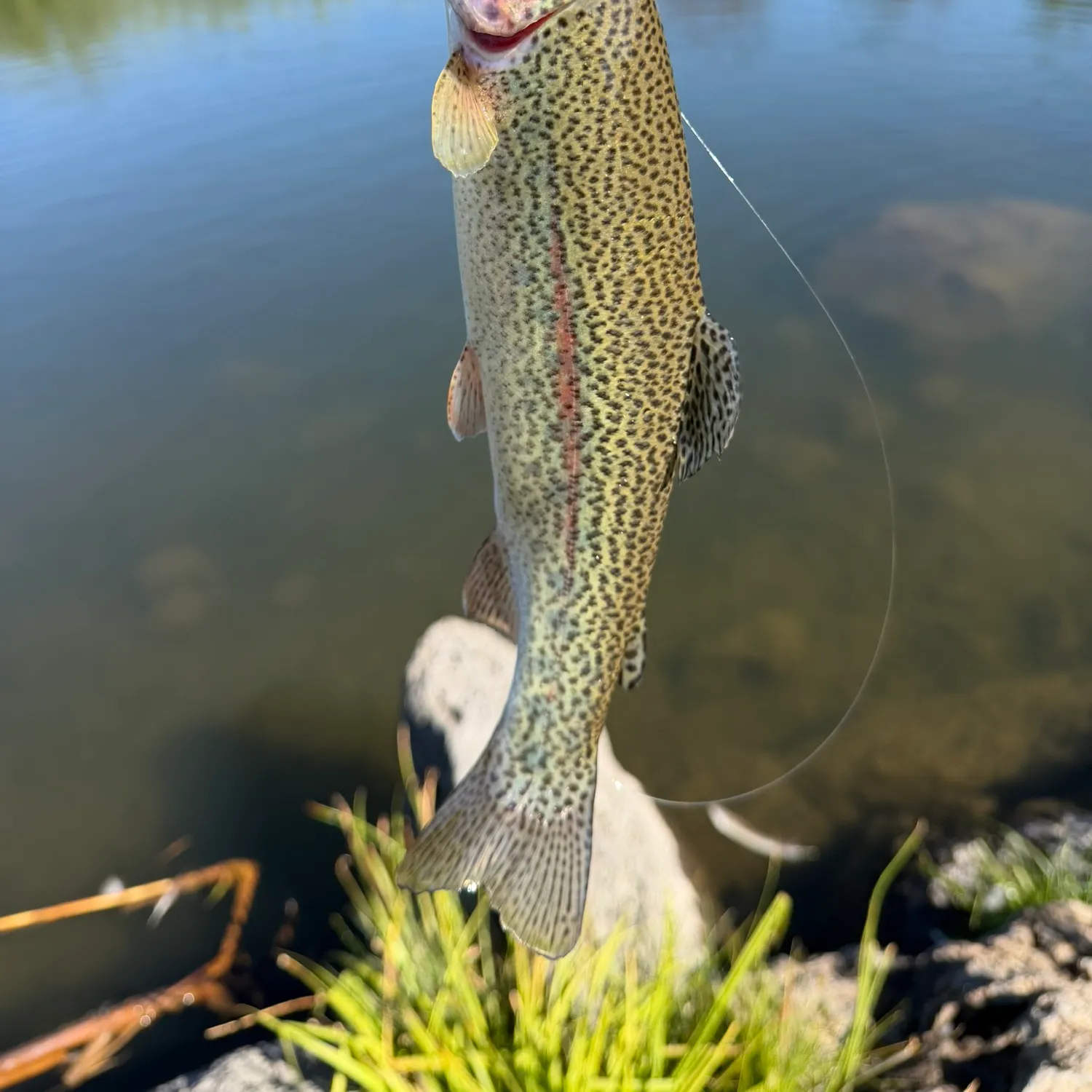 Rainbow trout caught on Fishbrain
