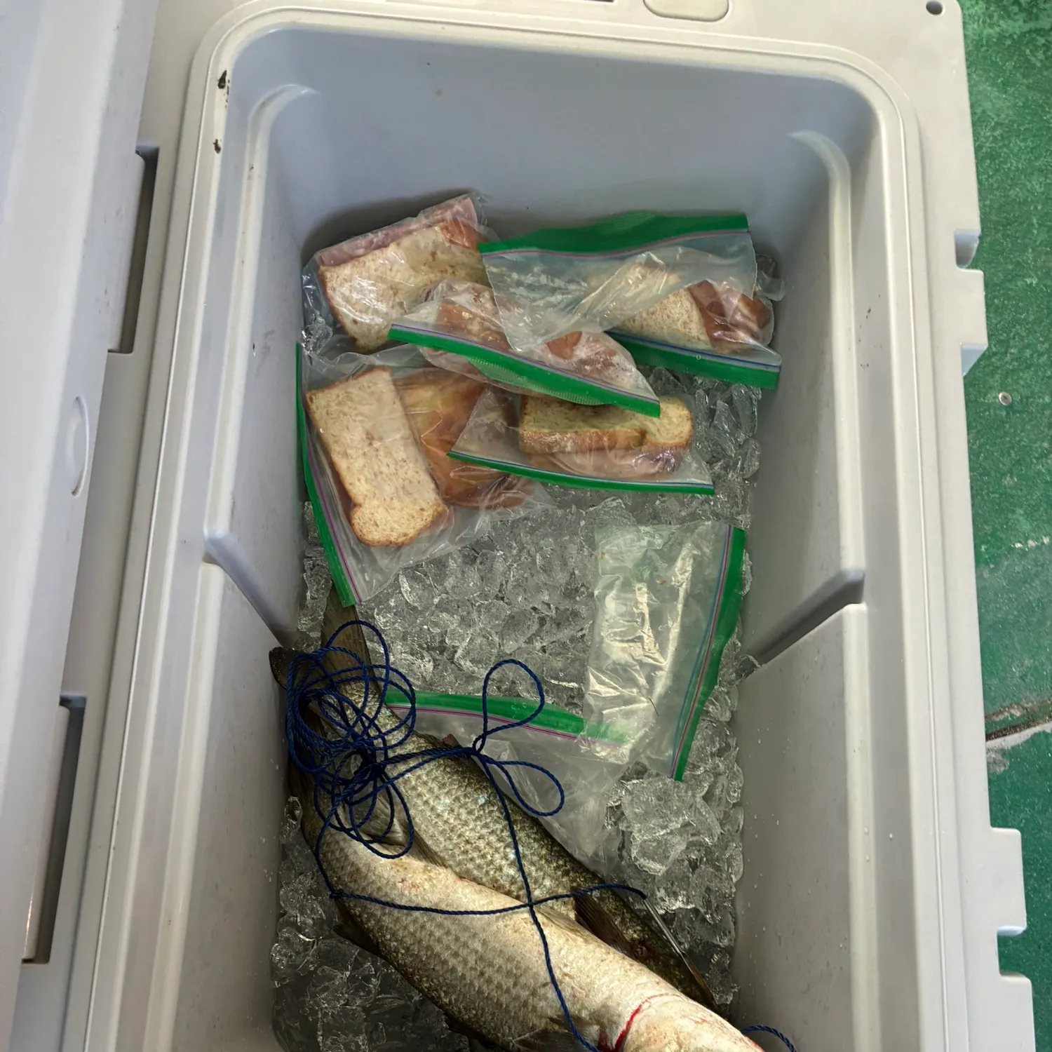 recently logged catches