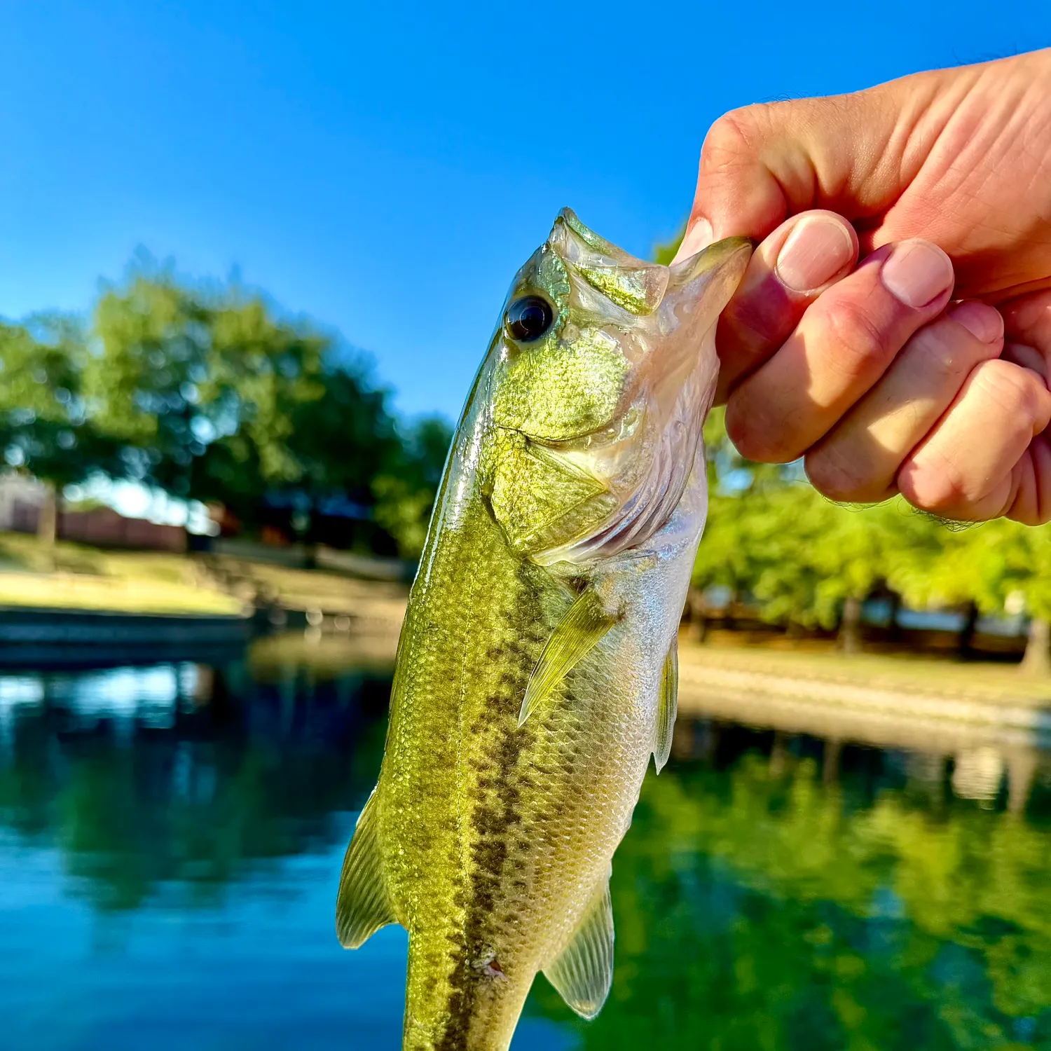 Largemouth bass caught on Fishbrain