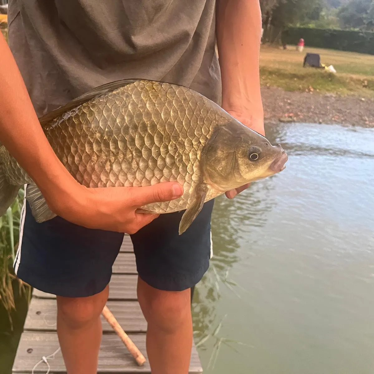 Common carp caught on Fishbrain
