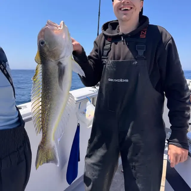 The most recent Great northern tilefish catches on Fishbrain