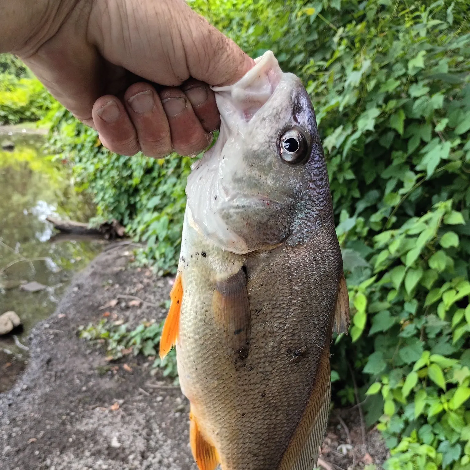 catch