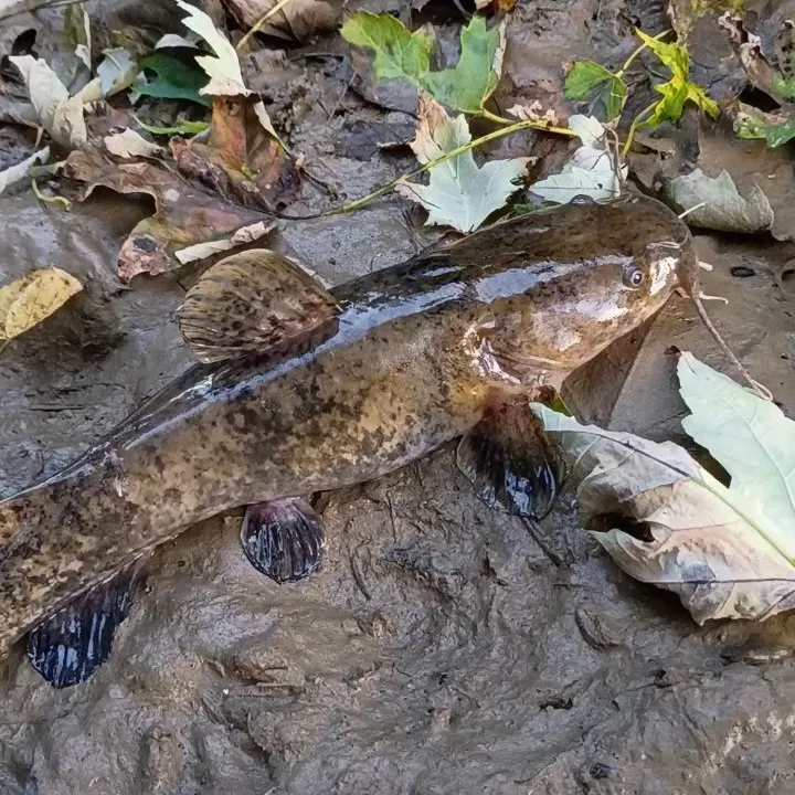 Flathead catfish caught on Fishbrain
