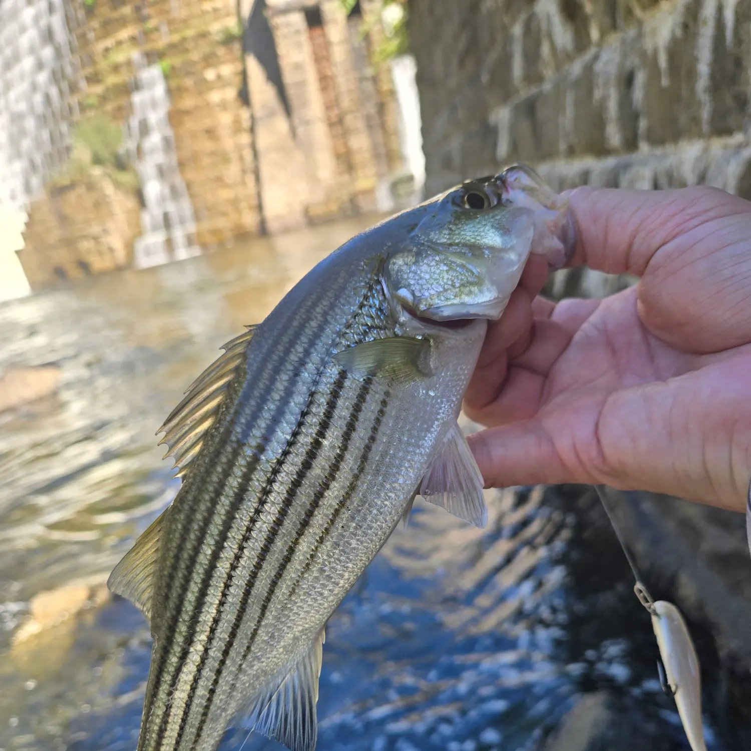 Striped bass caught on Fishbrain