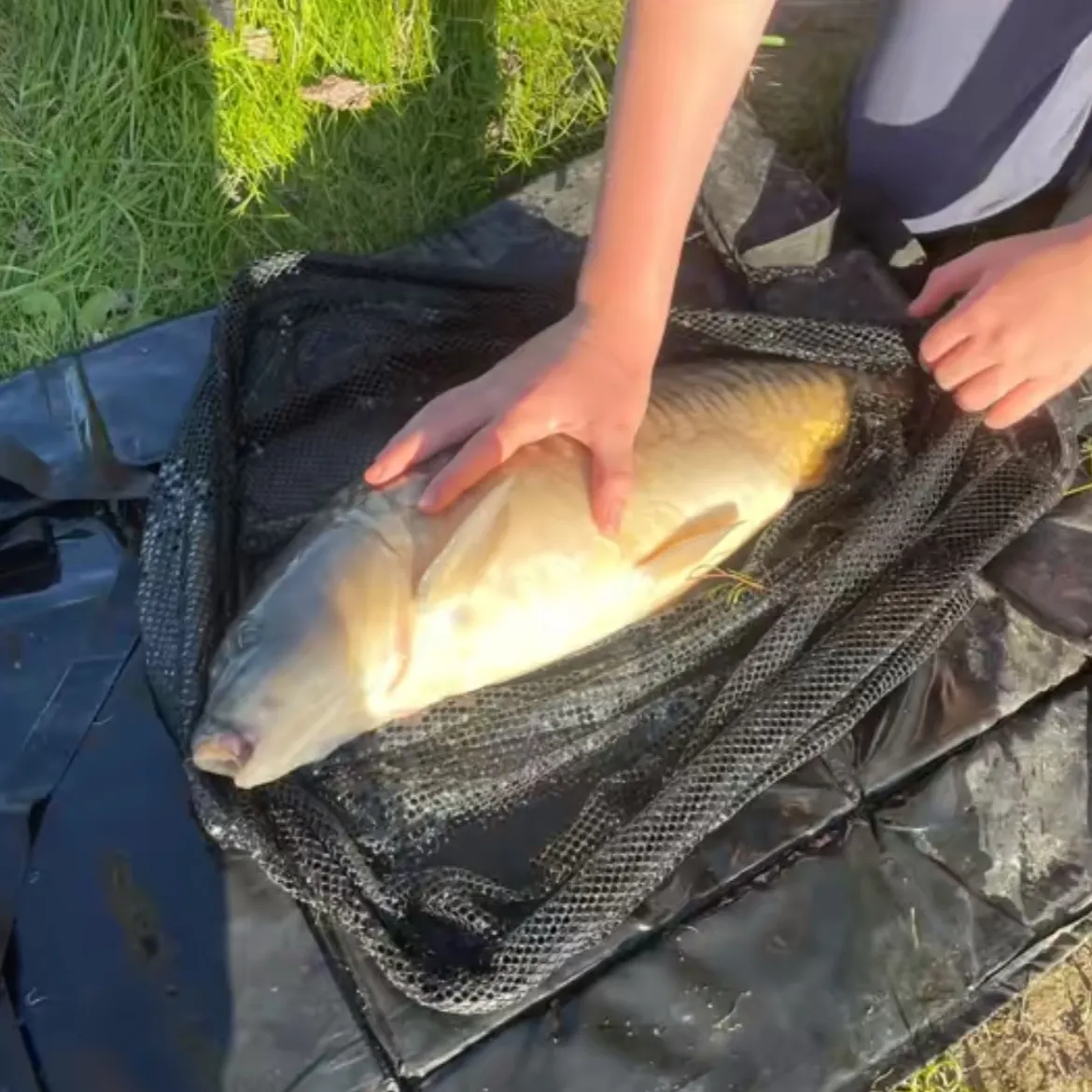 Leather carp caught on Fishbrain