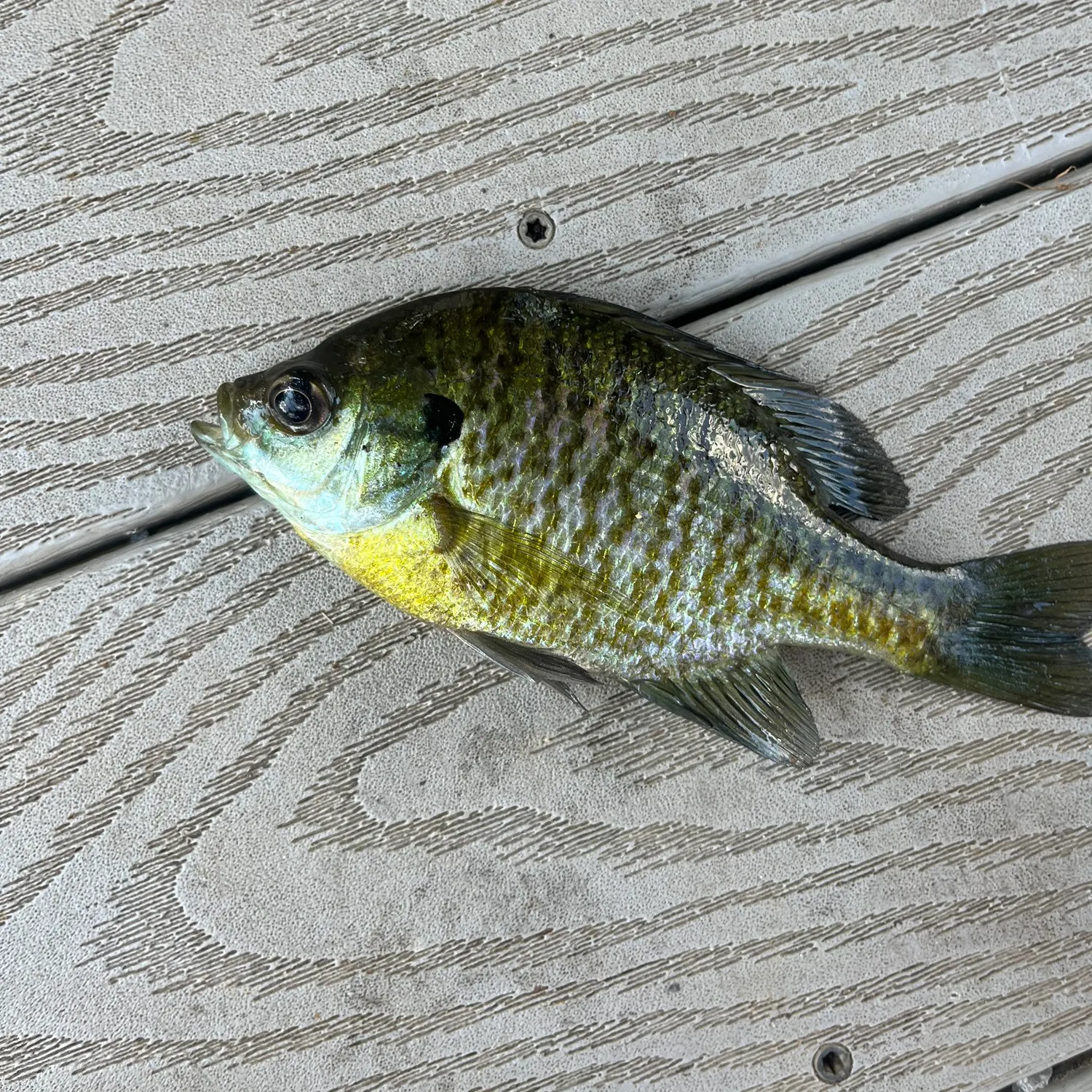 Bluegill caught on Fishbrain