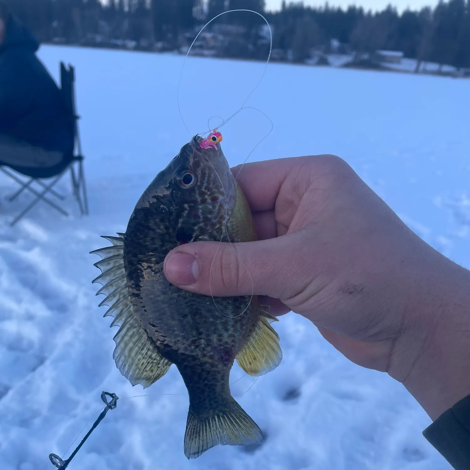 The most popular recent Pumpkinseed catch on Fishbrain