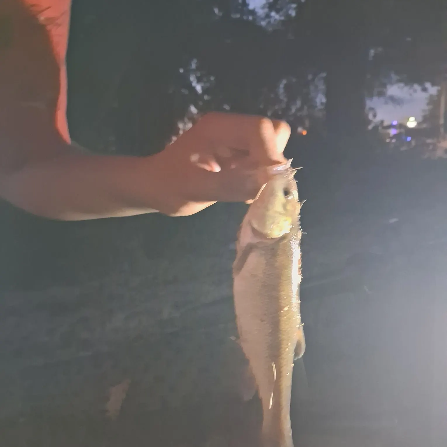 Hornyhead chub caught on Fishbrain