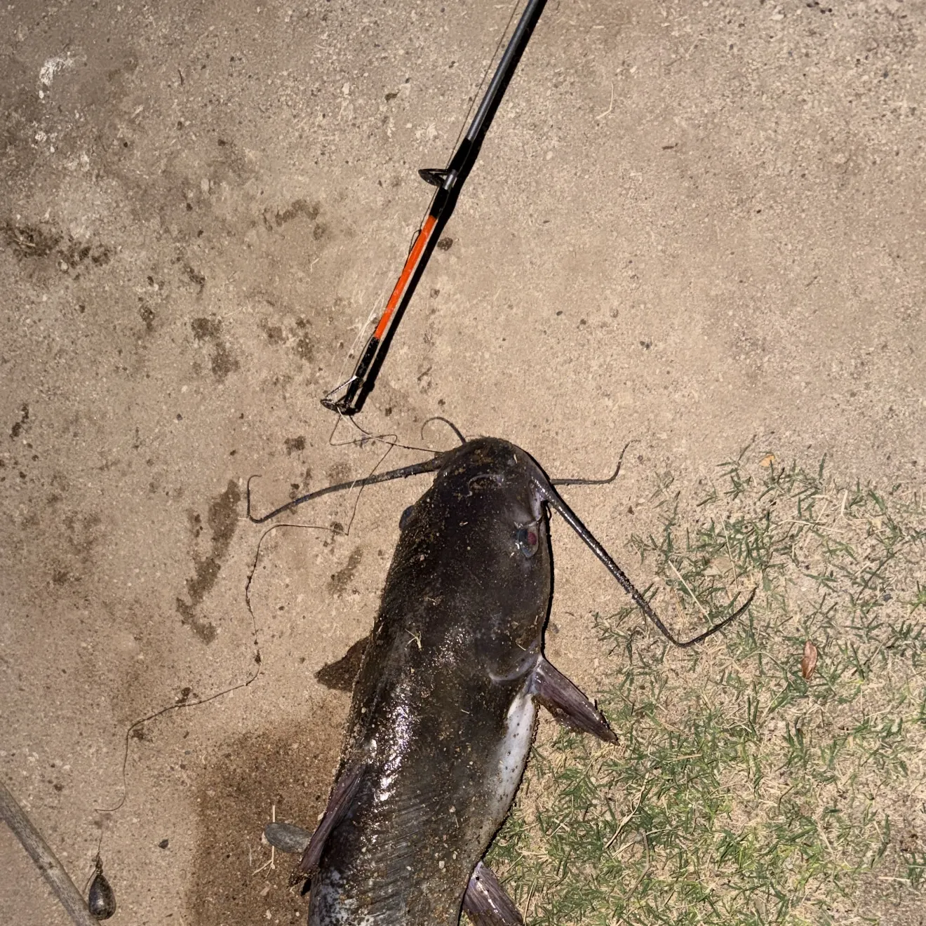 Channel catfish caught on Fishbrain