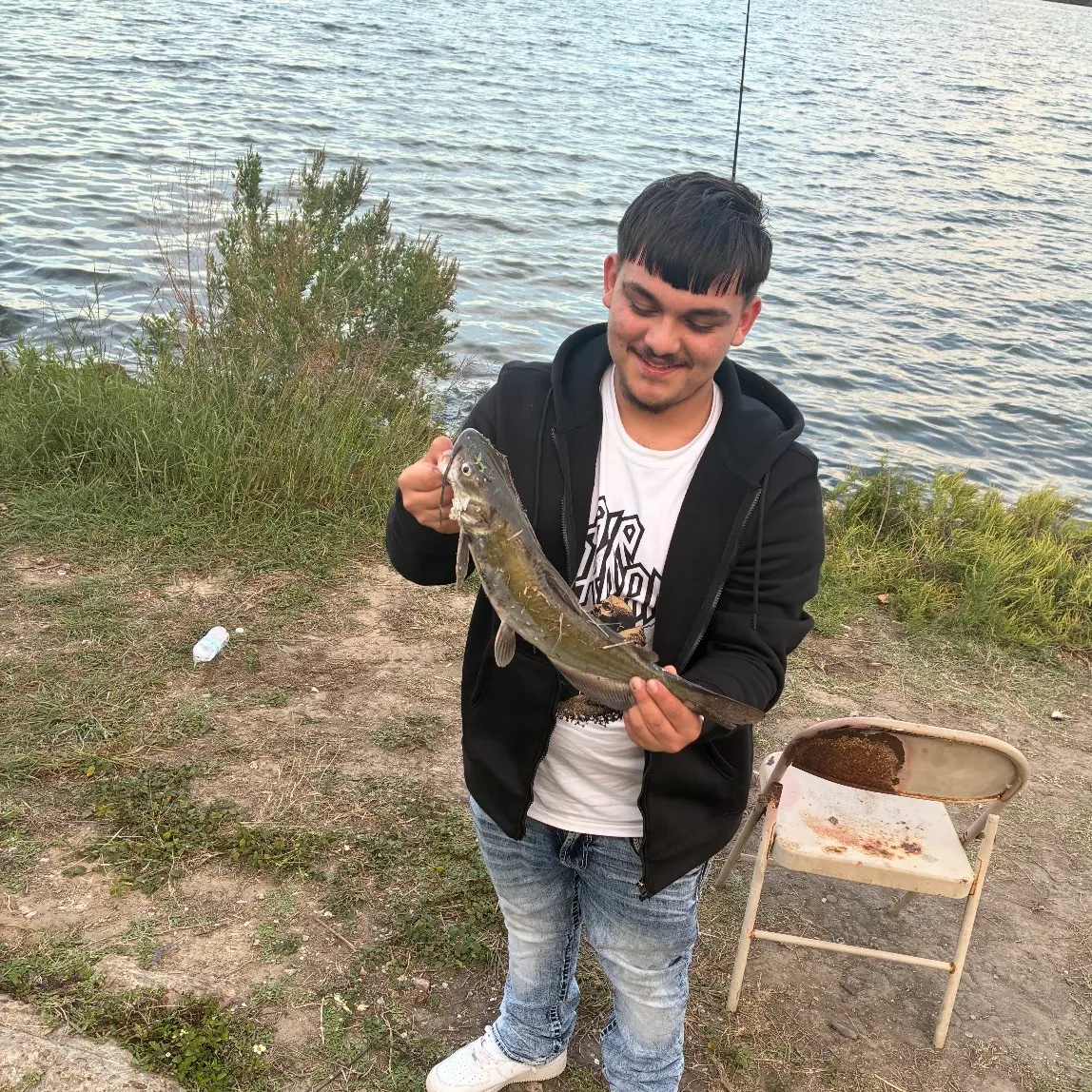 Channel catfish caught on Fishbrain
