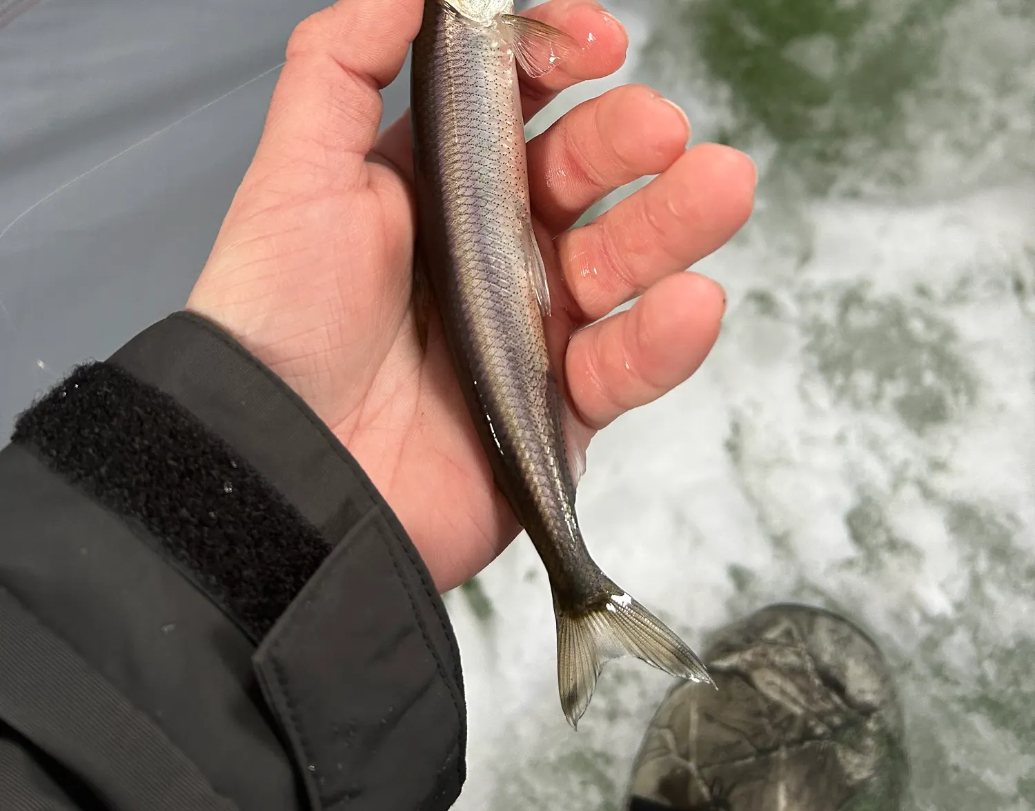 Atlantic rainbow smelt