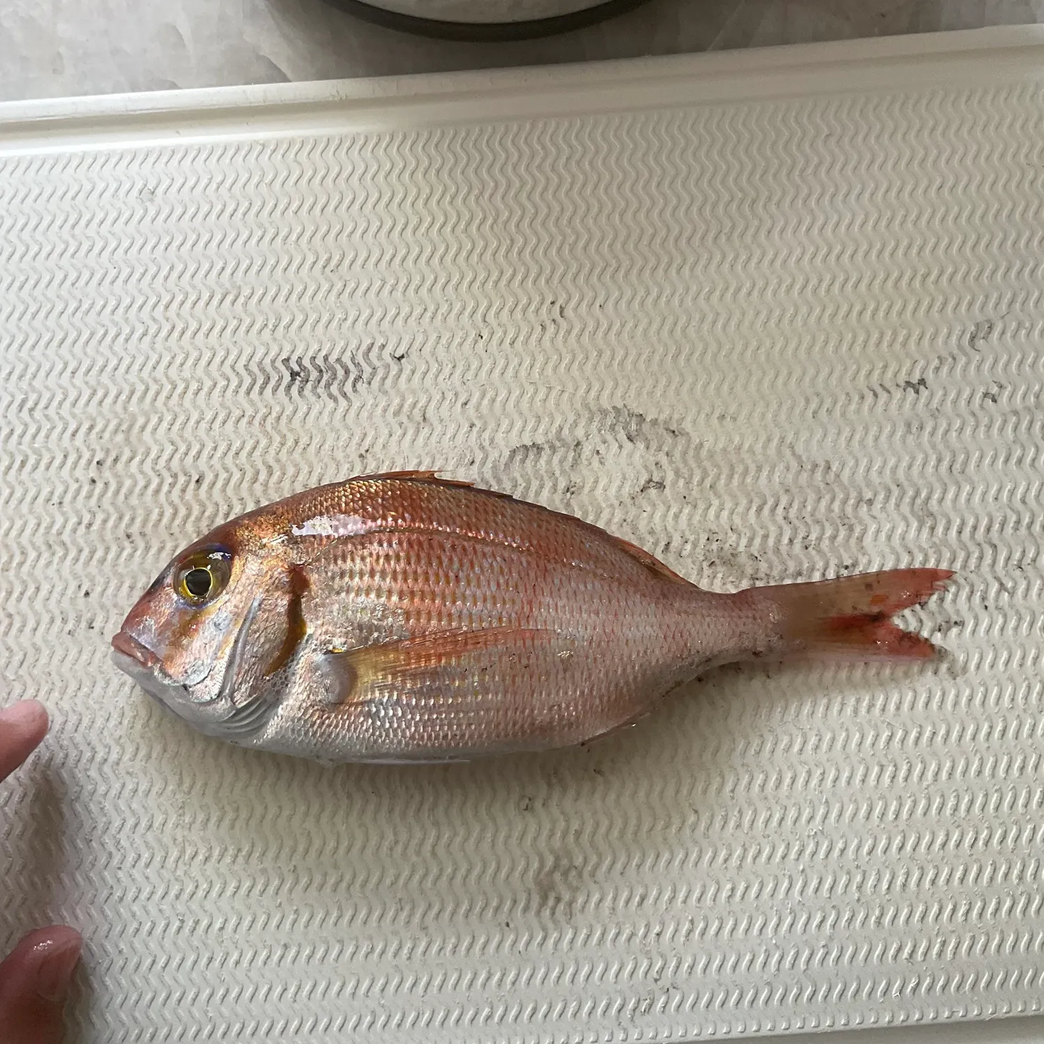 The most recent Australasian snapper catches on Fishbrain