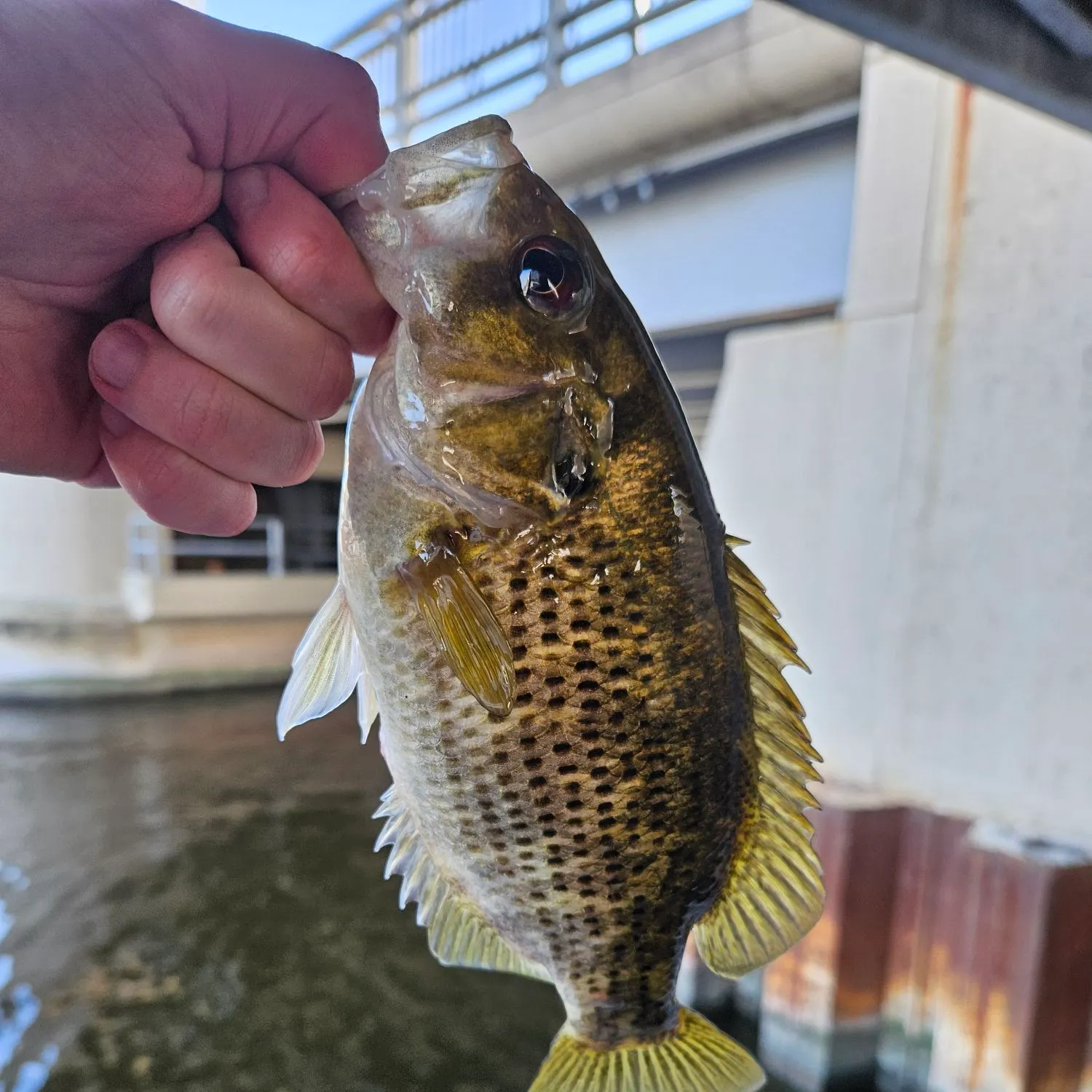 Rock bass caught on Fishbrain