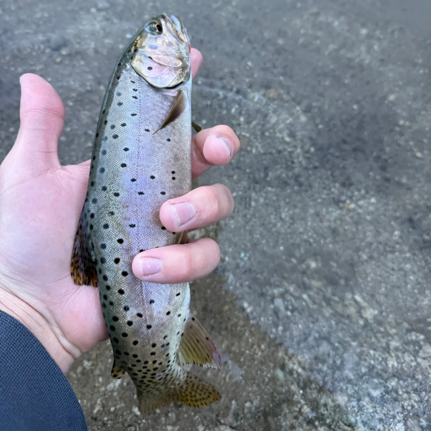 Cutthroat trout caught on Fishbrain
