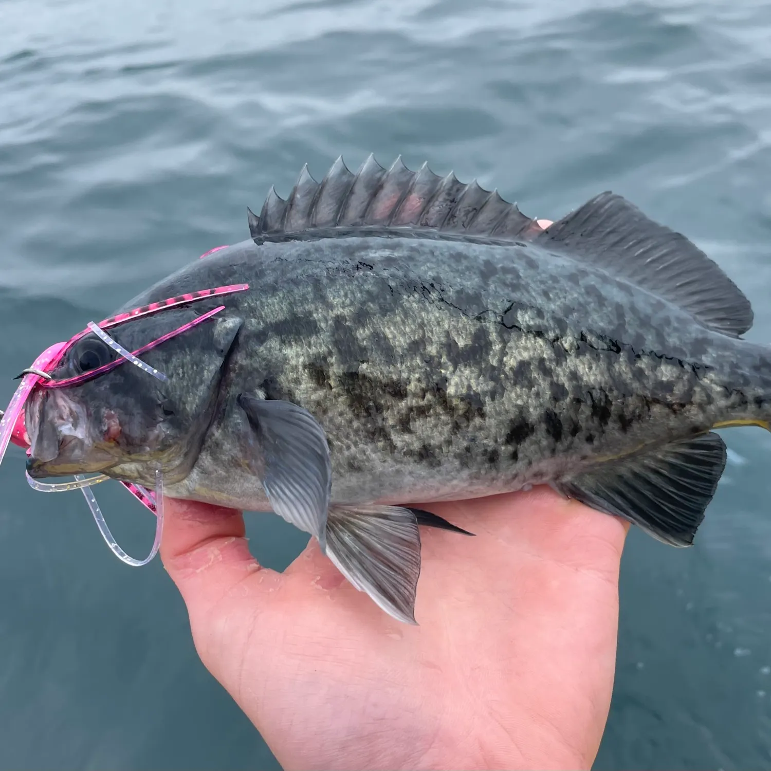 most liked catch image