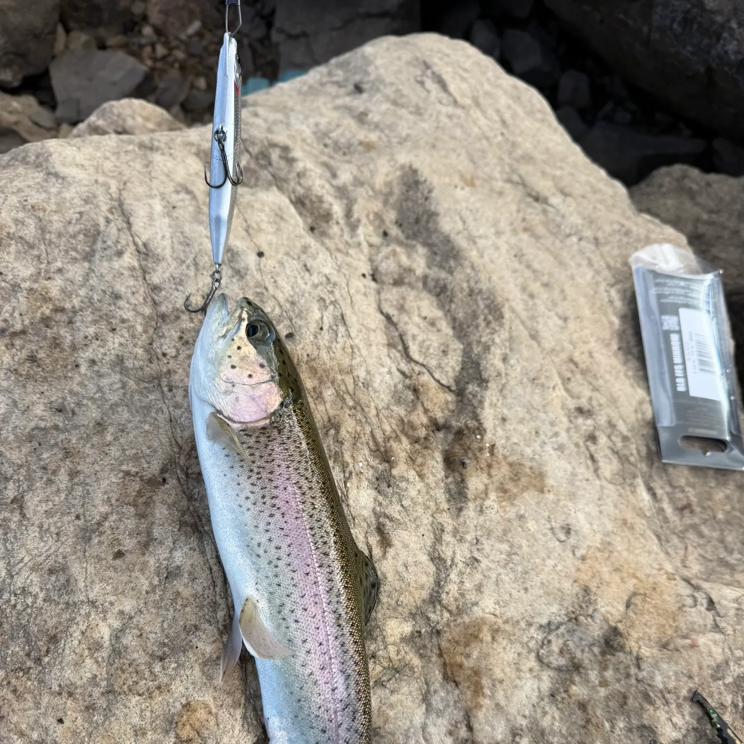 Rainbow trout caught on Fishbrain