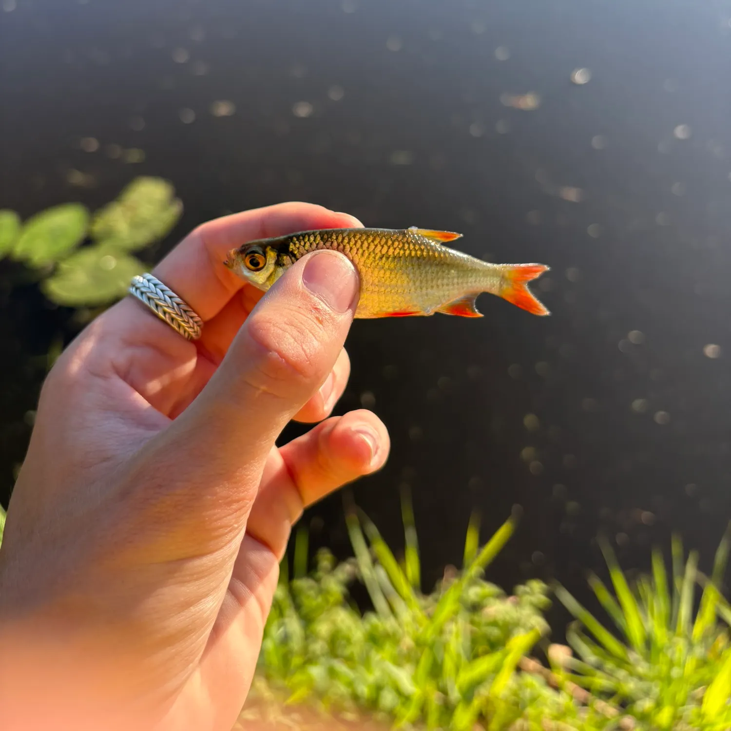 Common rudd caught on Fishbrain